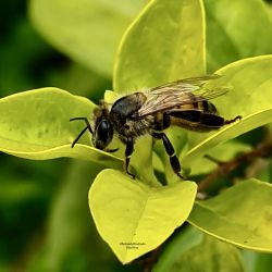 Abeja III