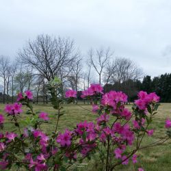 Azaleas