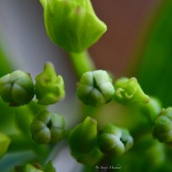 Hortensias II