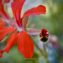 Llega la primavera I