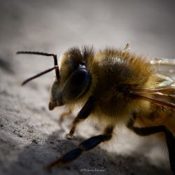 Abeja