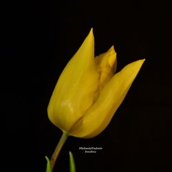 Tulipan amarillo