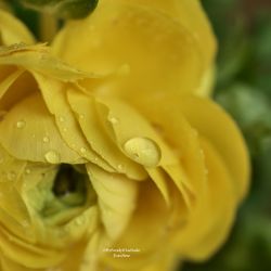 Detalles en amarillo