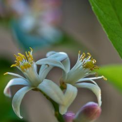 Flores de limonero