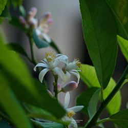 Flores de limonero