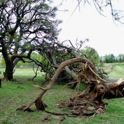 Después de la tormenta