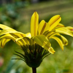 En tonos de amarillo