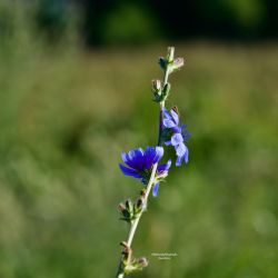 Flores silvestres IV