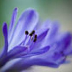 Detalles de Agapanthus