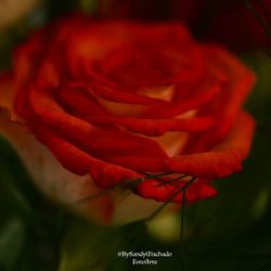 Detalles de una rosa