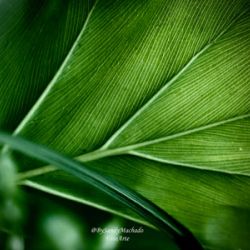 Detalles de una hoja