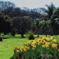 Jardín con tulipanes